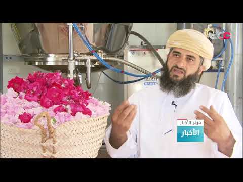 المزارعون في الجبل الأخضر يبدؤون موسم حصاد تقطير ماء الورد