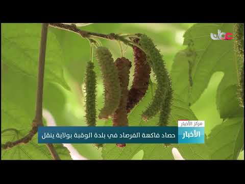 حصاد فاكهة الفرصاد في بلدة الوقبة بولاية ينقل