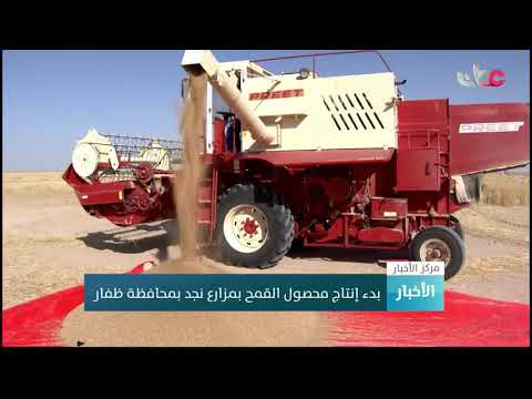 بدء إنتاج محصول القمح بمزارع نجد بمحافظة ظفار