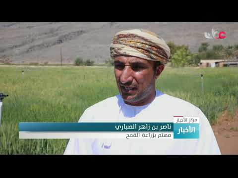 مزارعو ولاية نزوى يحصدون مئات الأطنان من الحاصلات المحلية والخضر خلال الموسم الزراعي الشتوي