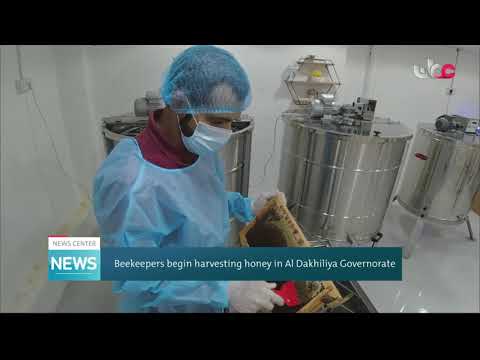 Beekeepers begin harvesting honey in Al Dakhiliya Governorate