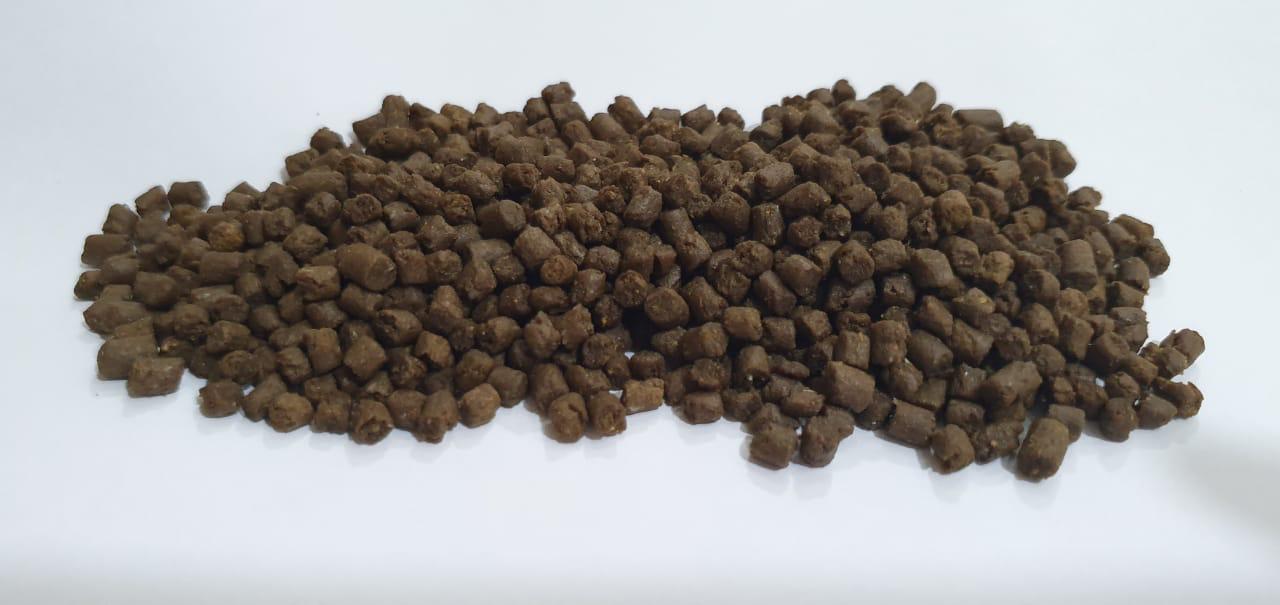 بدعم من مركز الابتكار الصناعي.. دانة المجيني تبتكر أعلاف الأسماك المستزرعة