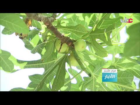 فلج الغنتق بولاية نزوى يتدفق بغزارة بعد هطول الأمطار