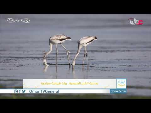 #قهوة_الصباح | الأربعاء 26 مايو 2021م