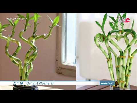 #قهوة_الصباح | الخميس 27 مايو 2021م