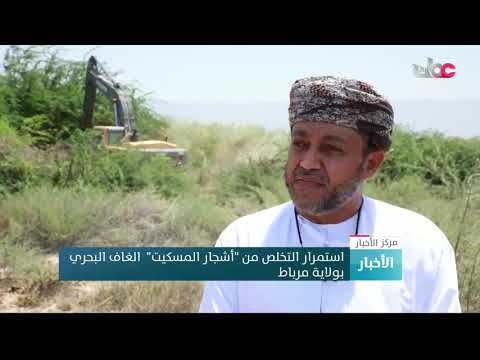 استمرار التخلص من “أشجار المسكيت”  الغاف البحري بولاية مرباط