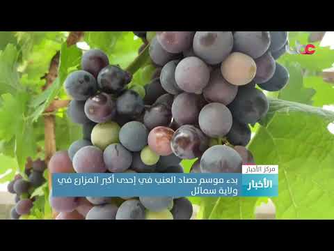 بدء موسم حصاد العنب في إحدى أكبر المزارع في ولاية سمائل