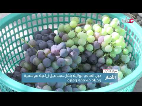 حيل العالي بولاية ينقل … محاصيل زراعية موسمية ومياه متدفقة وفيرة