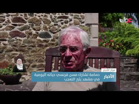 حمامة تشارك مسن فرنسي حياته اليومية في مشهد يثير التعجب