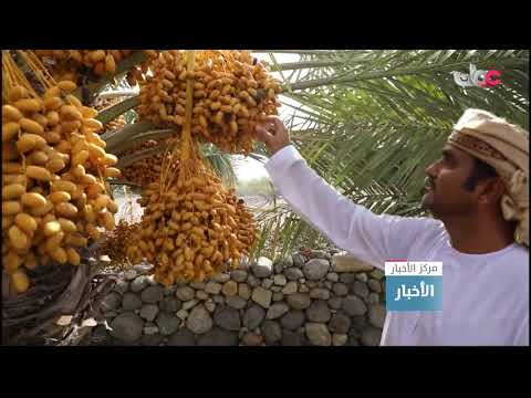 مزارعو نيابة ليما بمحافظة مسندم يحصدون ثمارا مختلفة تغطي السوق المحلي بالنيابة