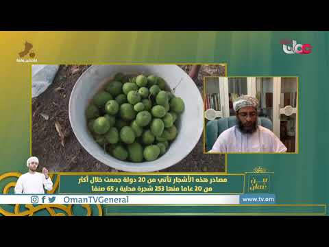 البنك الوراثي لأشجار المانجو