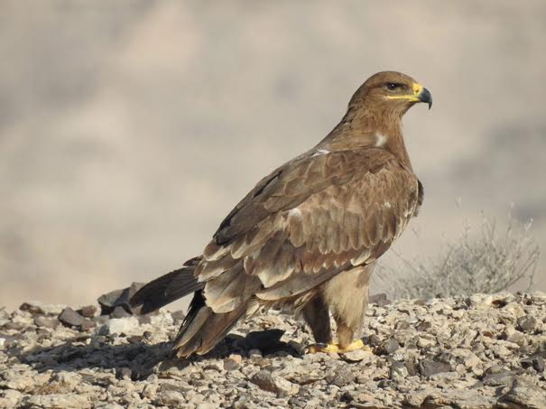 الوشق في إصدارها الجديد: اكتشاف نوع جديد من خنافس الأزهار في السلطنة
