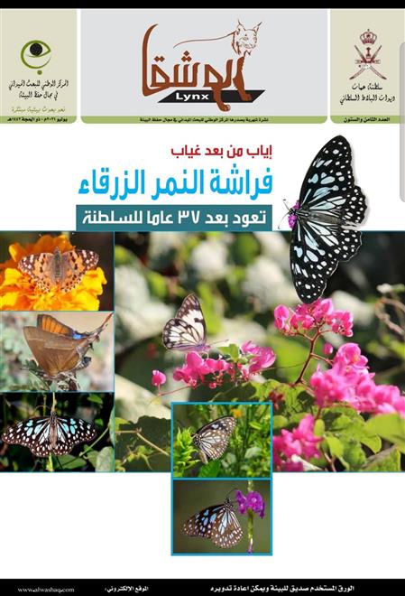 الوشق في إصدارها الجديد / عودة فراشة النمر الزرقاء للسلطنة بعد غياب دام أكثر من 37 عامًا (النشرة الثقافية)