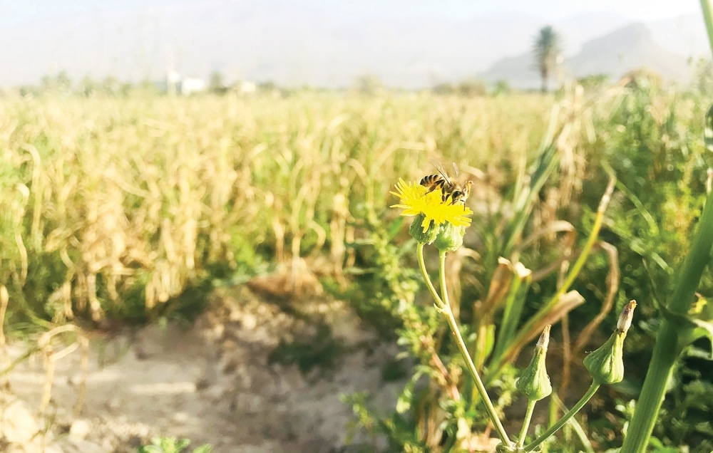 نحّالون لـ«عمان الأقتصادي»: المبيدات الحشرية.. خطر يهدد النحل بشمال وجنوب الباطنة