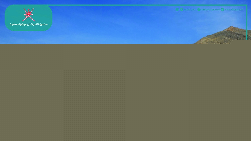 الانتهاء من تطوير وتأهيل سوق إزكي للأسماك