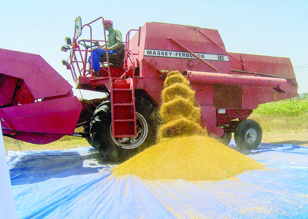 19 % زيادة في إنتاج السلطنة من القمح .. وبهلا الأكثر إنتاجا للعام الثاني