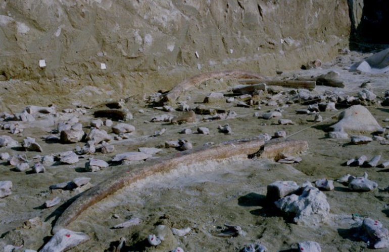 D8A3D8AFD988D8A7D8AA D8B9D8B8D985D98AD8A9 2