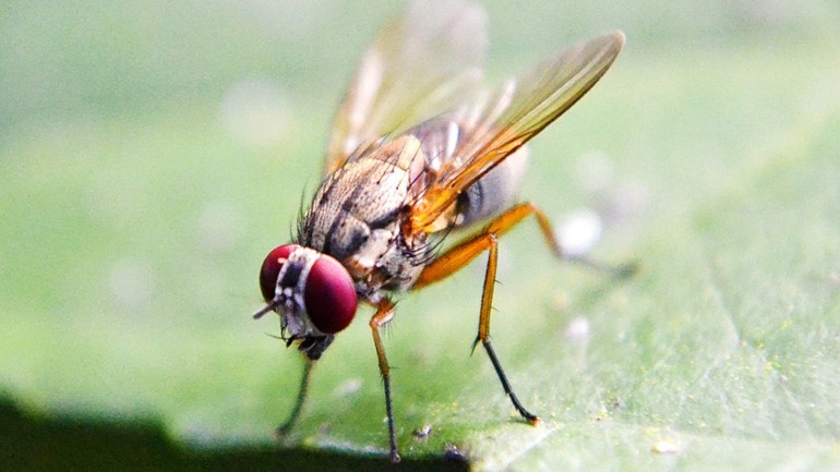 D8A7D984D8B0D8A8D8A7D8A8 D988D8A7D984D8B9D8B2D984D8A9 3