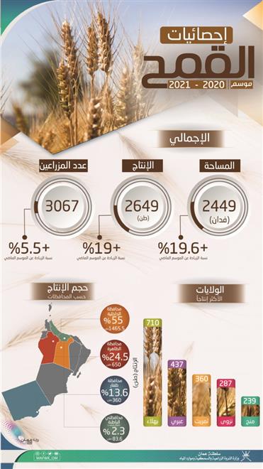 ارتفاع إنتاج القمح في السلطنة بنسبة 19 بالمائة خلال الموسم الزراعي 2020 / 2021