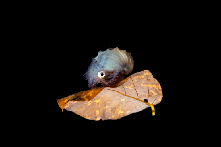 shutterstock 1411287338