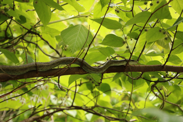 snake on tree