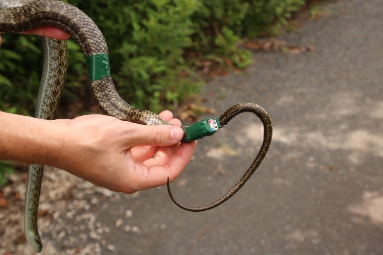 snake with taped receptors