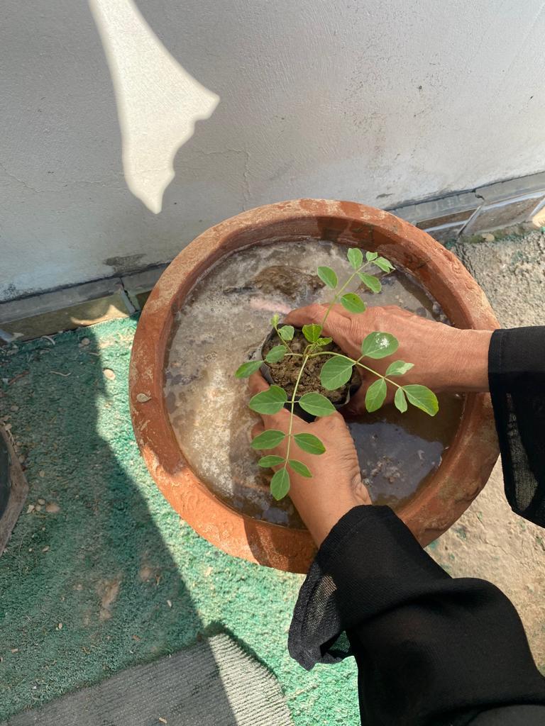 مركز البيئة بالسويق ينفذ حملة لتوزيع وإستزراع الاشجار 7 IMG 20211130 WA0028