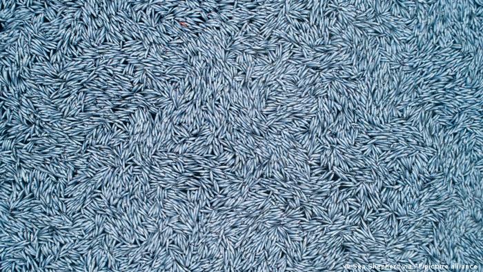 Probe ordered after photos of masses of dead fish emerge in France