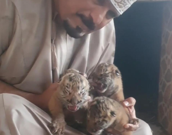 Birth of four tiger cubs delights Barka zoo
