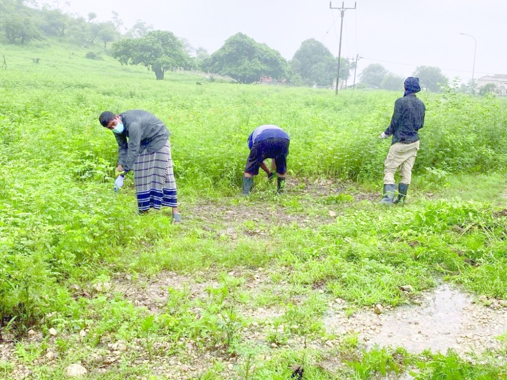 استعراض خطة التعامل مع نبتة البارثنيوم في ظفار