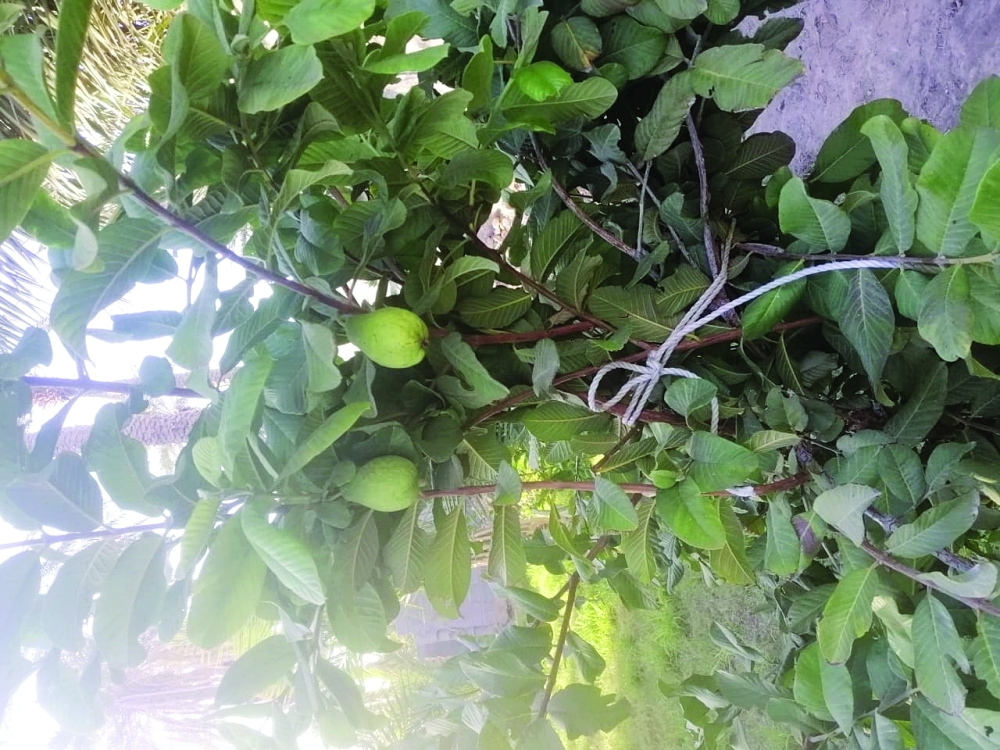 اهتمام متزايد في زراعة الفافاي ببلدة المعذاء بولاية ضنك