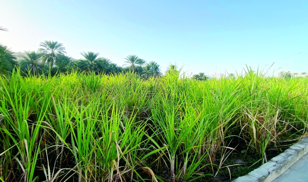 قصب السكر بولاية نزوى..عائد اقتصادي مُجزٍ