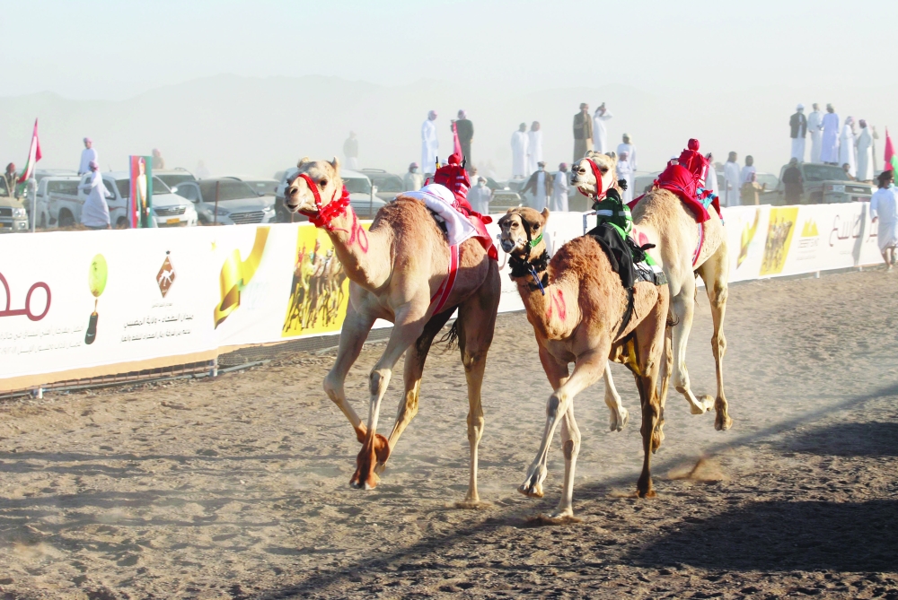 الظبي تفوز بسيارة مهرجان التميز للهجن بالمضيبي