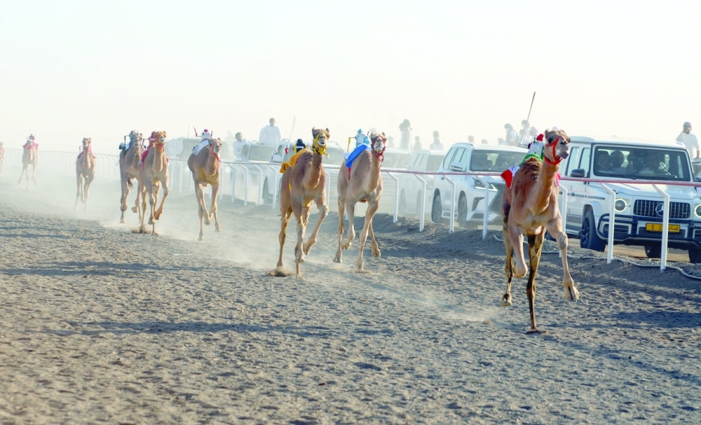 25 شوطا في ختام مهرجان التميز للهجن بالمضيبي