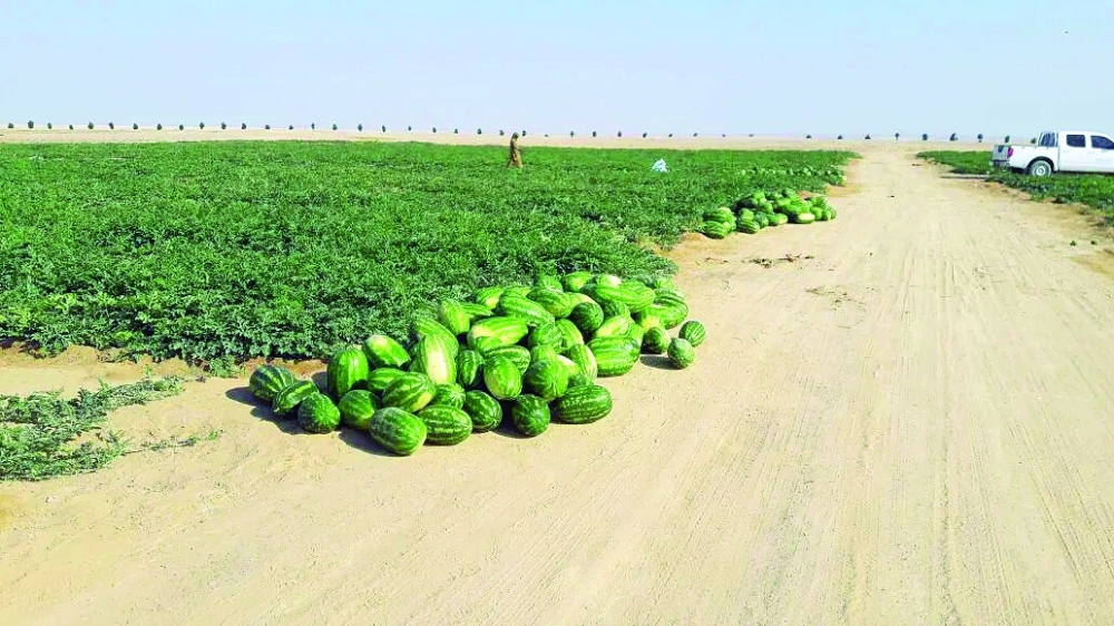 اعتماد مكتب تطوير منطقة النجد الزراعية بظفار