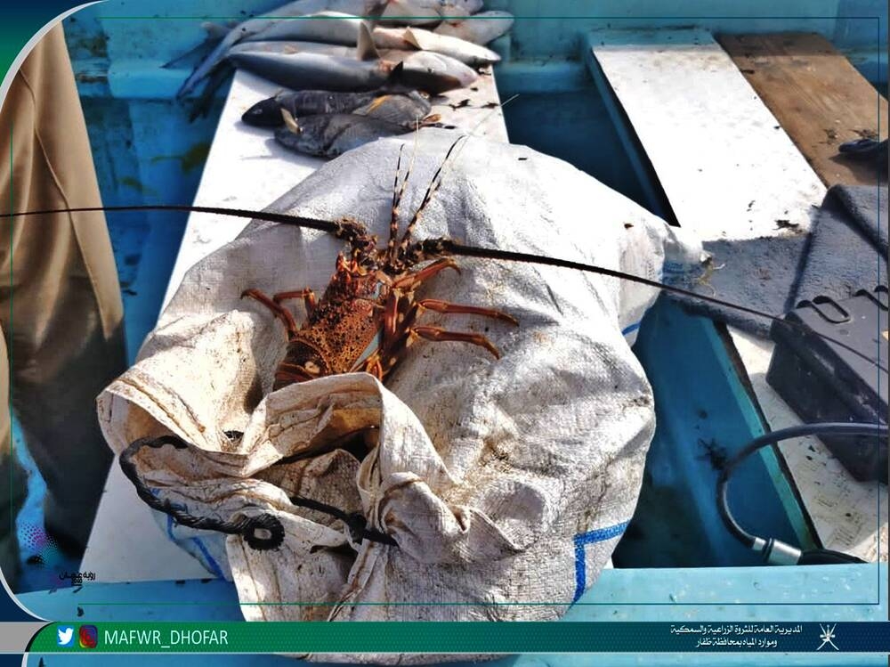 الرقابة السمكية تحرر 371  مخالفة خلال يناير