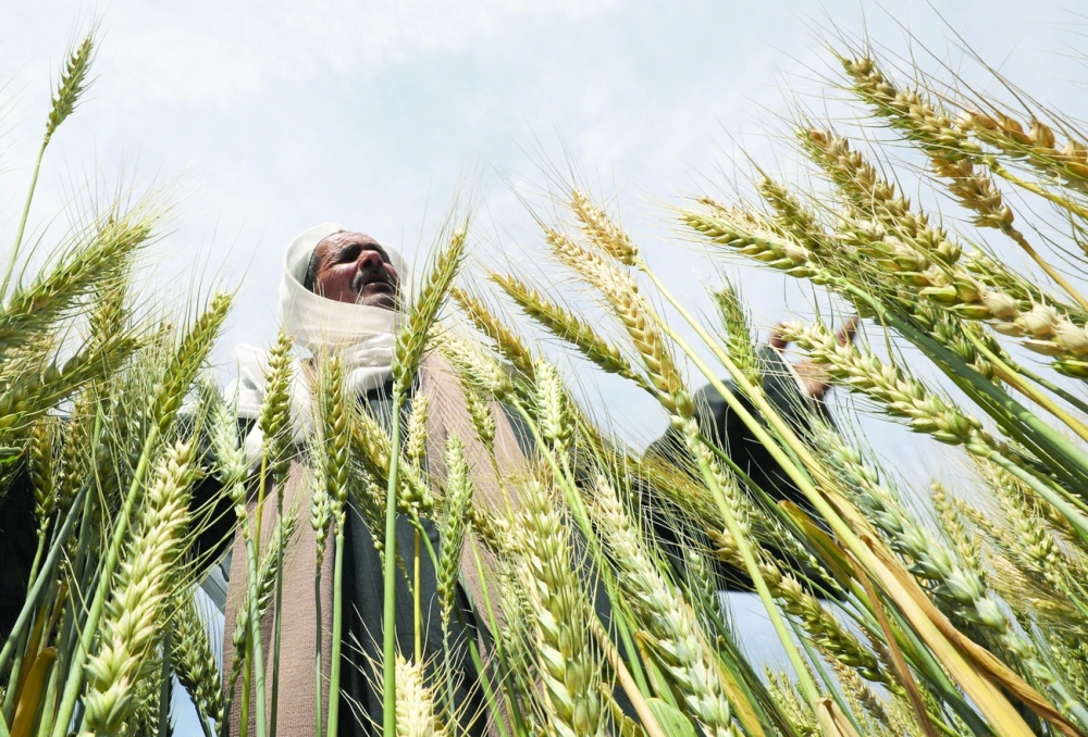 مصر ليست قلقة من اضطرابات سوق القمح