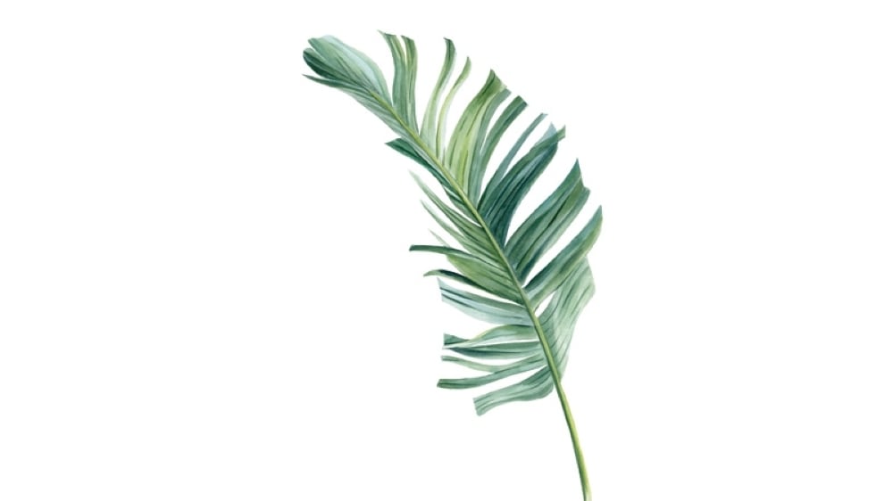 Bananas to fish scales: fashion’s green hunt