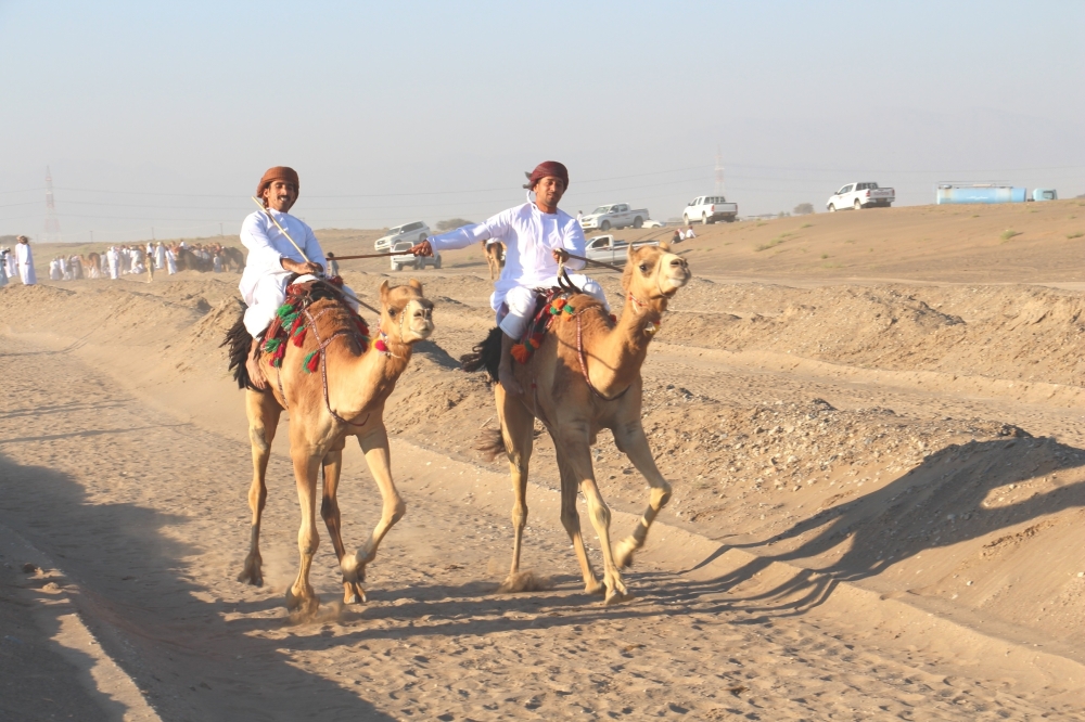 230 ناقة في مسابقة ركض العرضة بجنوب الباطنة
