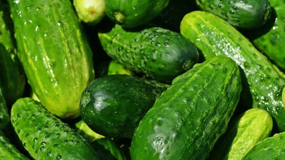 India is largest exporter of cucumber, gherkins