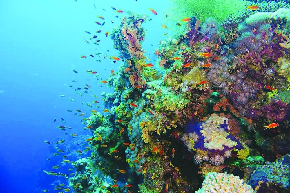 Mysteries and music: listening in to underwater life