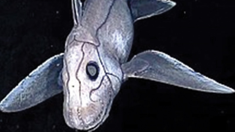 Rare baby shark delights New Zealand scientists