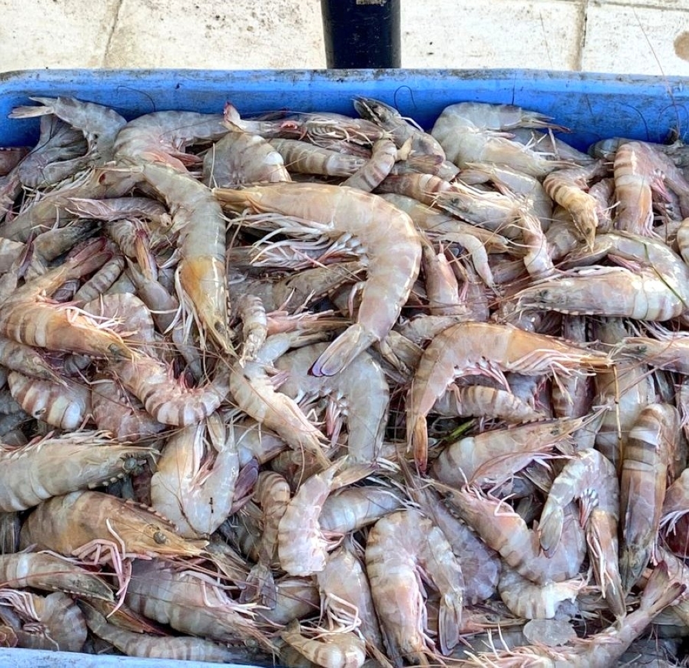 Authority seizes illegally caught shrimp in Muscat