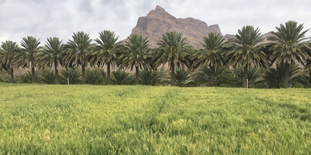 Wheat production in Al Dhahirah exceeds 500 tonnes during 2021