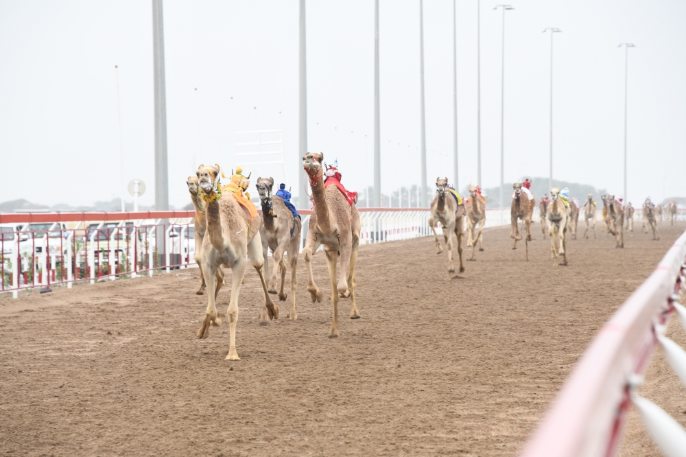 الاثنين المقبل تنطلق منافسات مهرجان البشائر لسباقات الهجن العربية الأصيلة