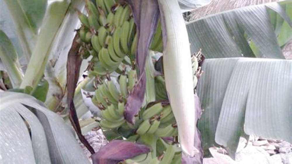 Oman leads in banana production in GCC