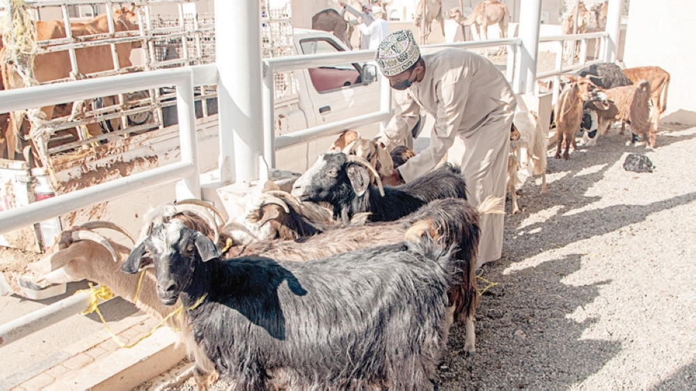 Ibri Souq Friday’s habta is back in action