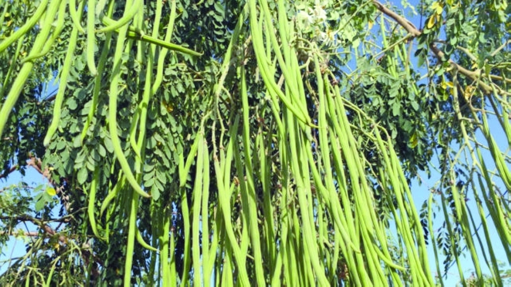 Maiden project to unlock medicinal, superfood potential of Omani moringa tree