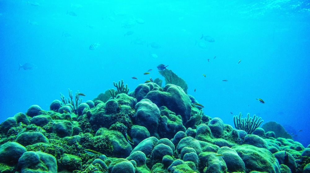 6 Days, 8 Dives and Breathtaking Beauty Off the Coast of Honduras