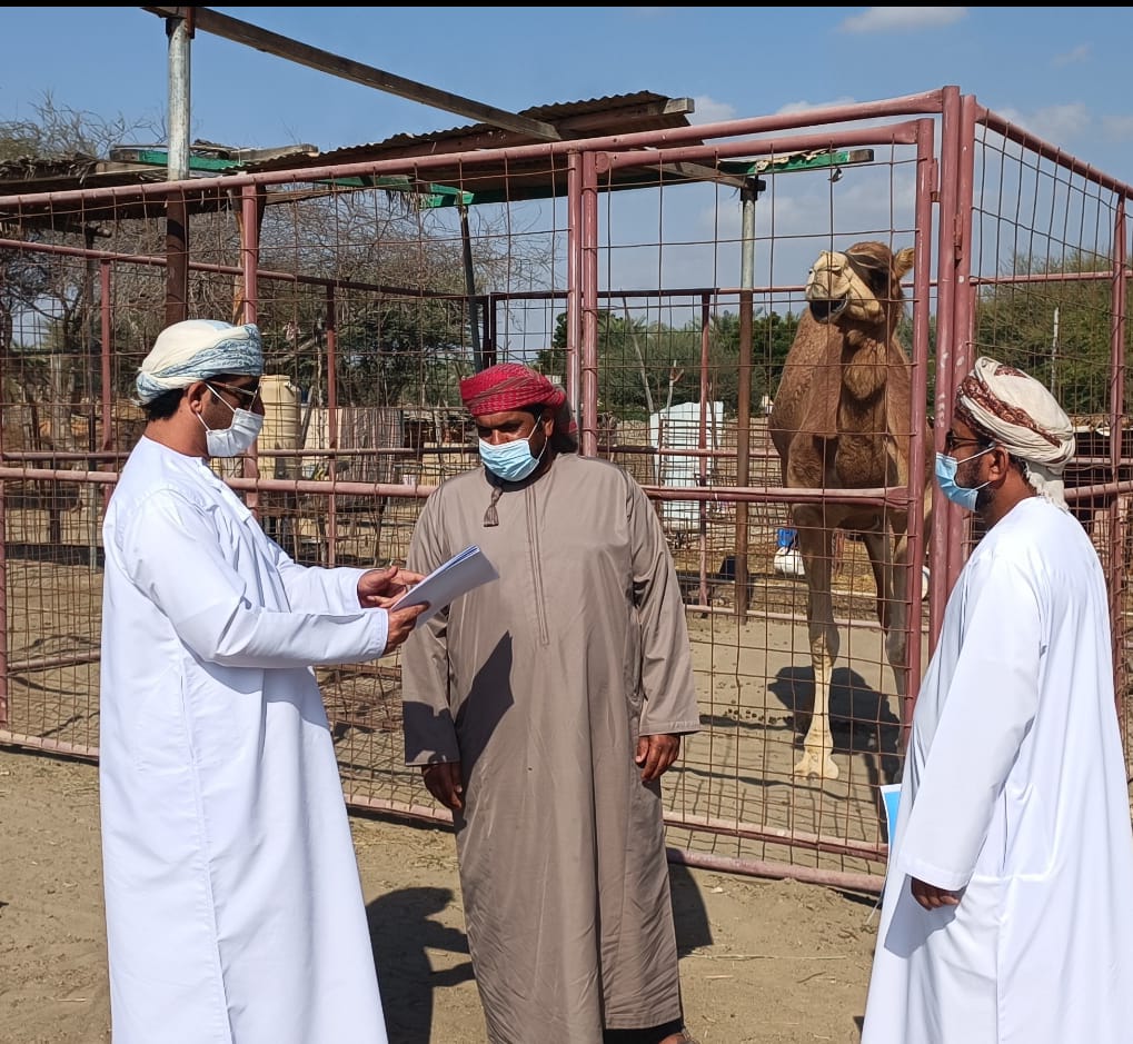 للحد من مخاطر الحيوانات السائبة في الطرقات تنفيذ برنامج توعوي لأصحاب الحيوانات بالخابورة